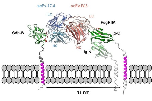 F2.large-1