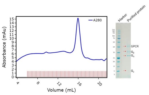 SEC Trace and PAGE for 5HT2A GPCR G protein complex