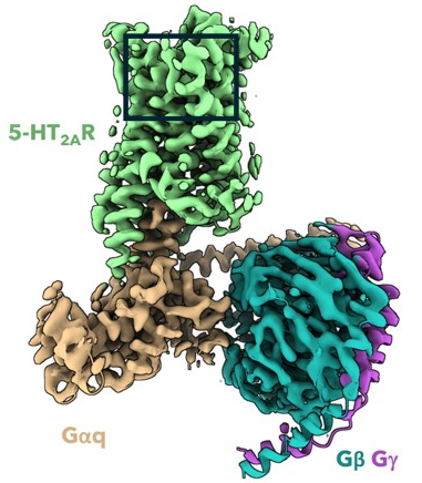 Structure of 5-HT2AR